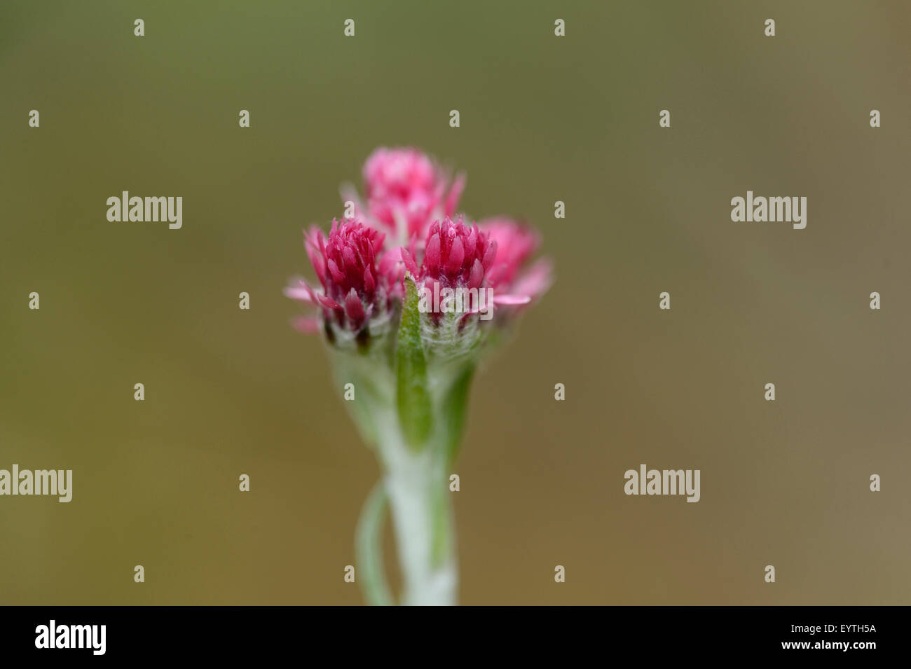 Common cat's paws, Antennaria dioica, blossom, Rose, close-up Stock Photo