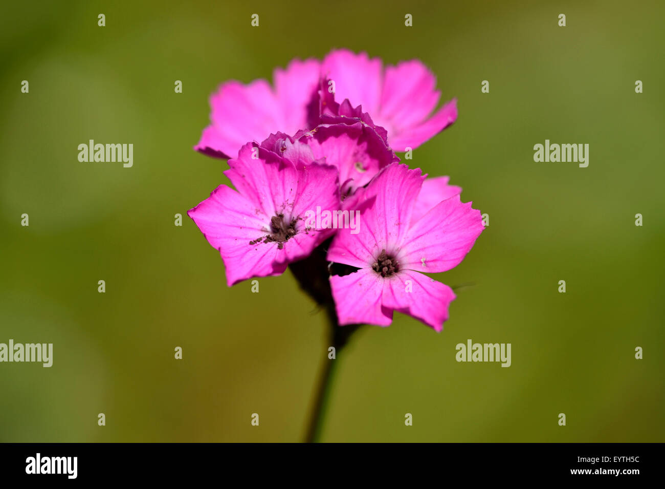 Common bad luck carnation, Silene viscaria, blossom, pink, closeup