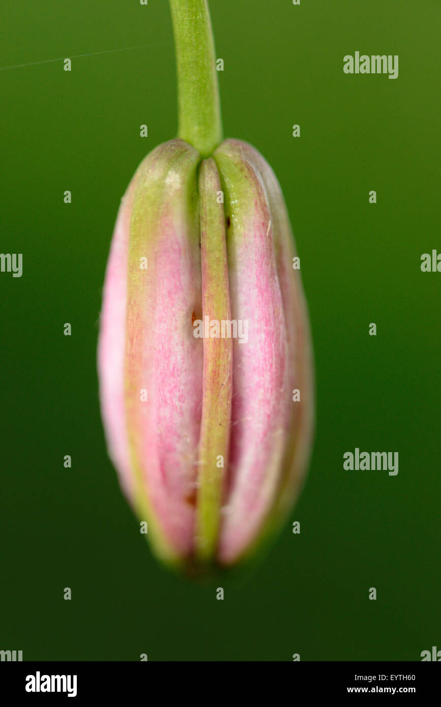 turban lily, Lilium martagon, flower bud, mauve, close-up Stock Photo