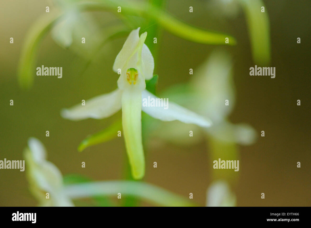 lesser butterfly-orchid, Platanthera bifolia, blossom, white, close-up Stock Photo