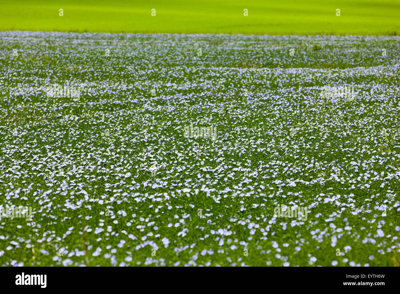 Blue flower field Stock Photo - Alamy