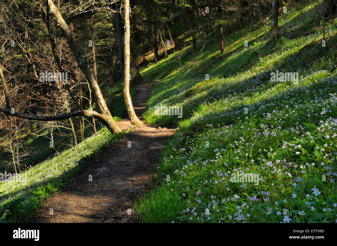 Appalachian Trail, South of Newfound Gap, Spring Beauty, Great Smoky Mountains National Park, Tennessee, USA Stock Photo