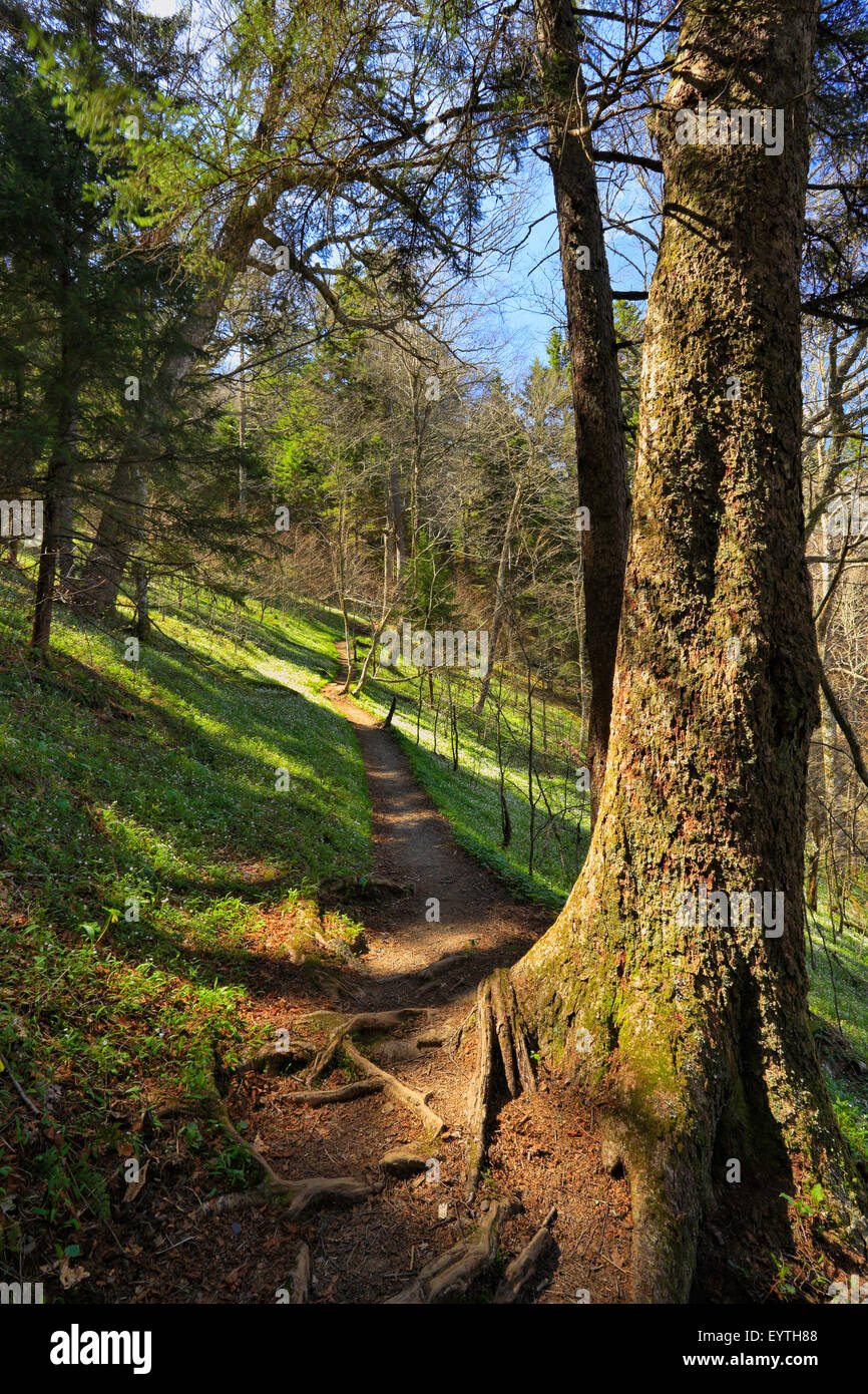 Appalachian Trail, South of Newfound Gap, Spring Beauty, Great Smoky Mountains National Park, Tennessee, USA Stock Photo