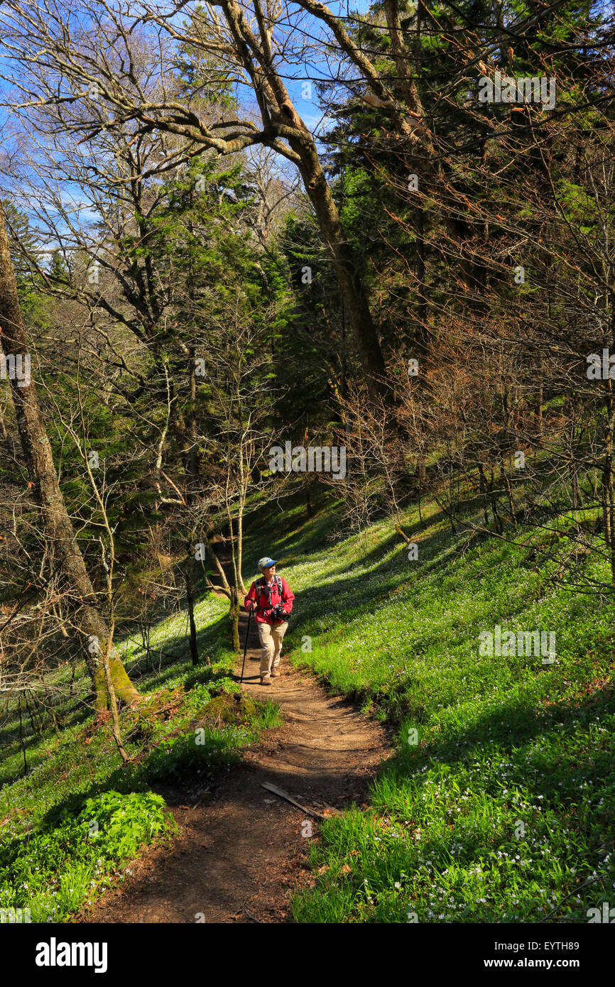 Appalachian Trail, South of Newfound Gap, Spring Beauty, Great Smoky Mountains National Park, Tennessee, USA Stock Photo