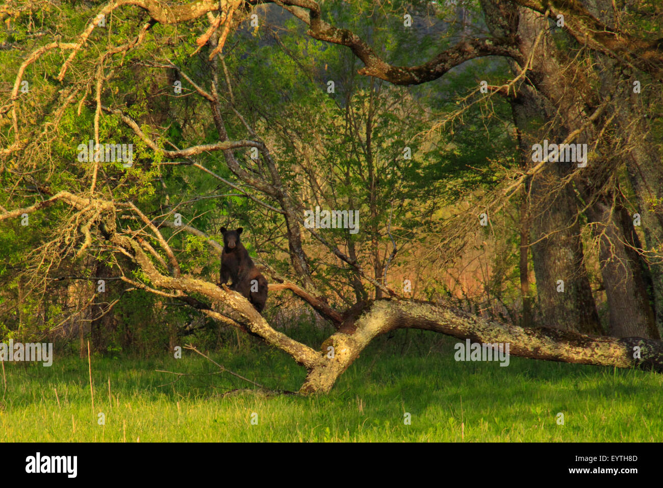Black Bear, Cades Cove, Great Smoky Mountains National Park, Tennessee, USA Stock Photo