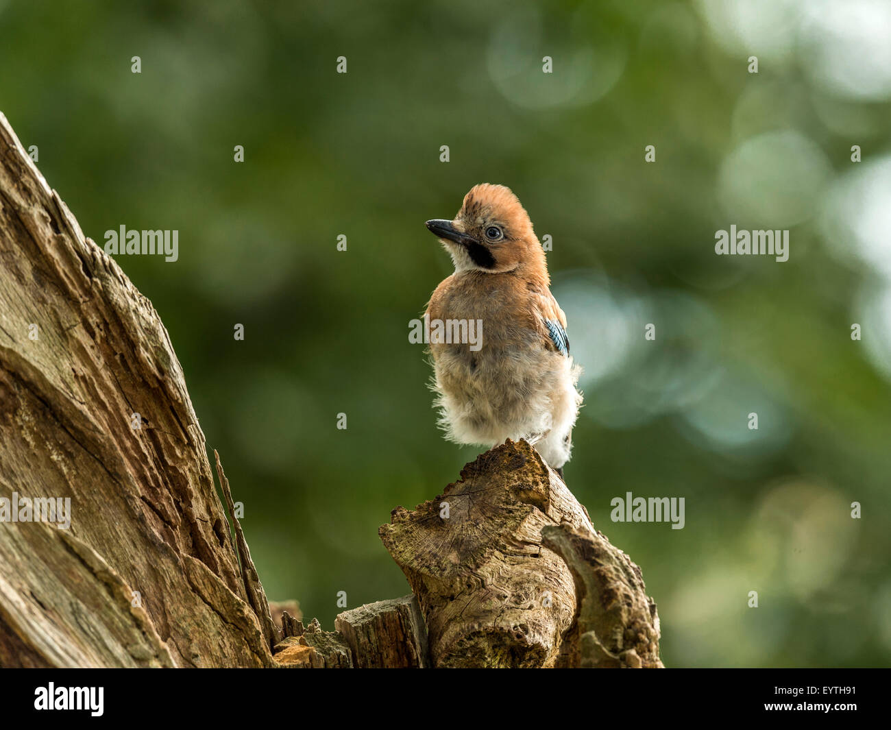Juvenile Jay depicted perched on an old dilapidated wooden tree stump. 'Isolated against an illuminated green forest background' Stock Photo