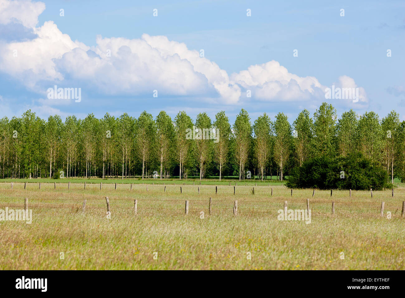 Pastureland in front of poplar wood Stock Photo