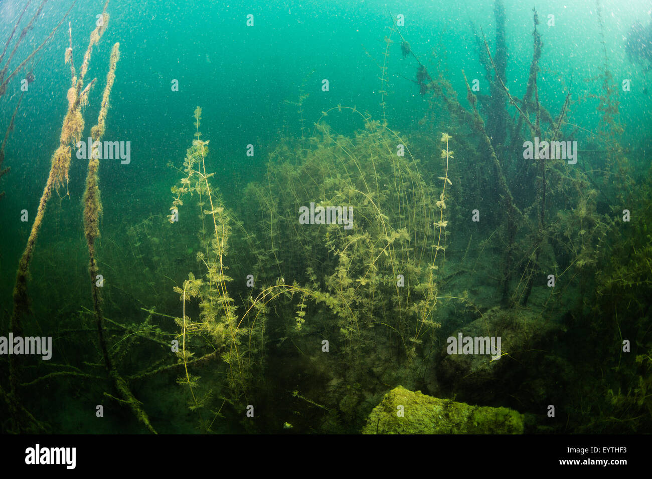 Underwater landscape freshwater lake Stock Photo Alamy