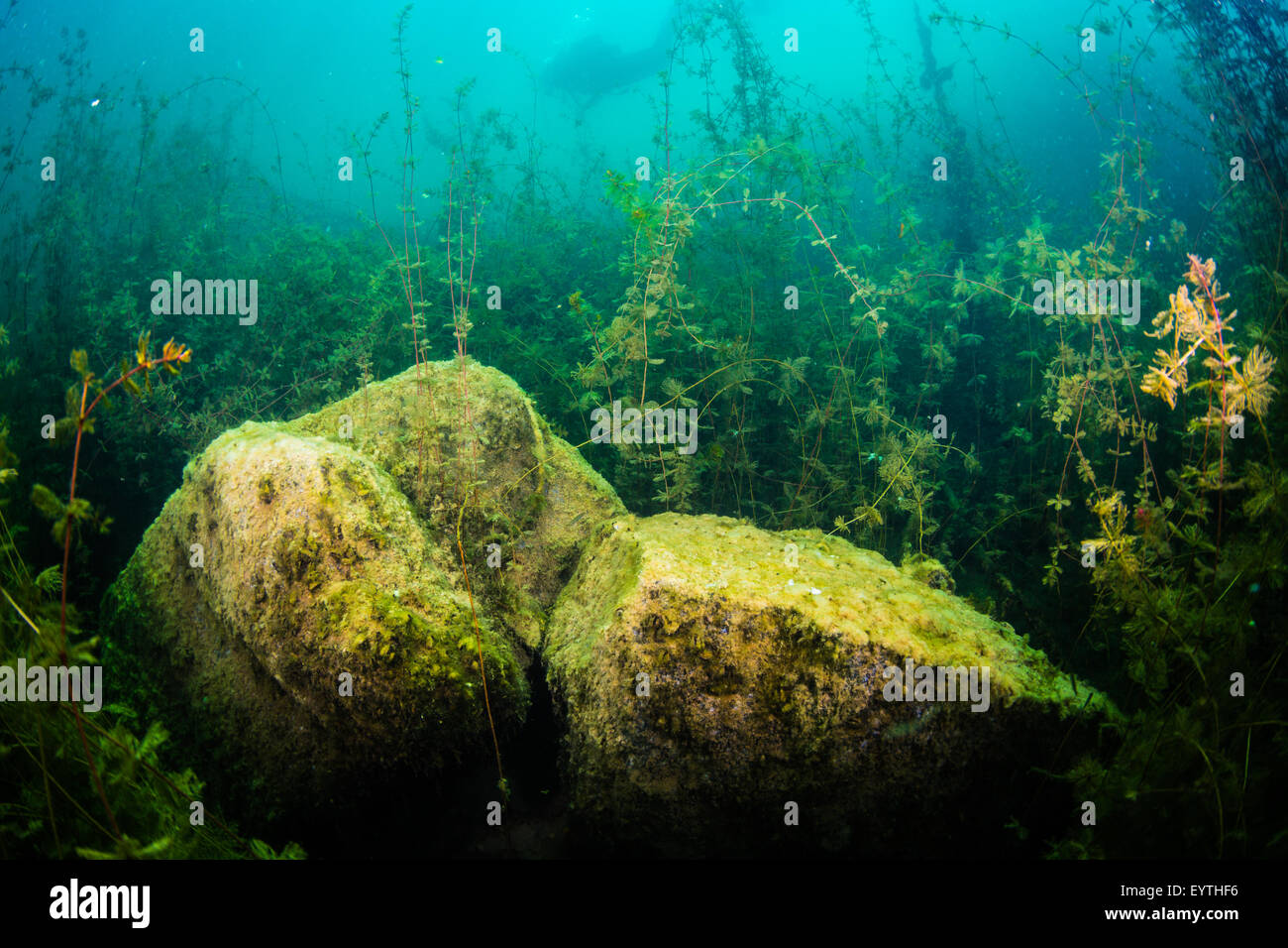 Underwater landscape freshwater lake Stock Photo