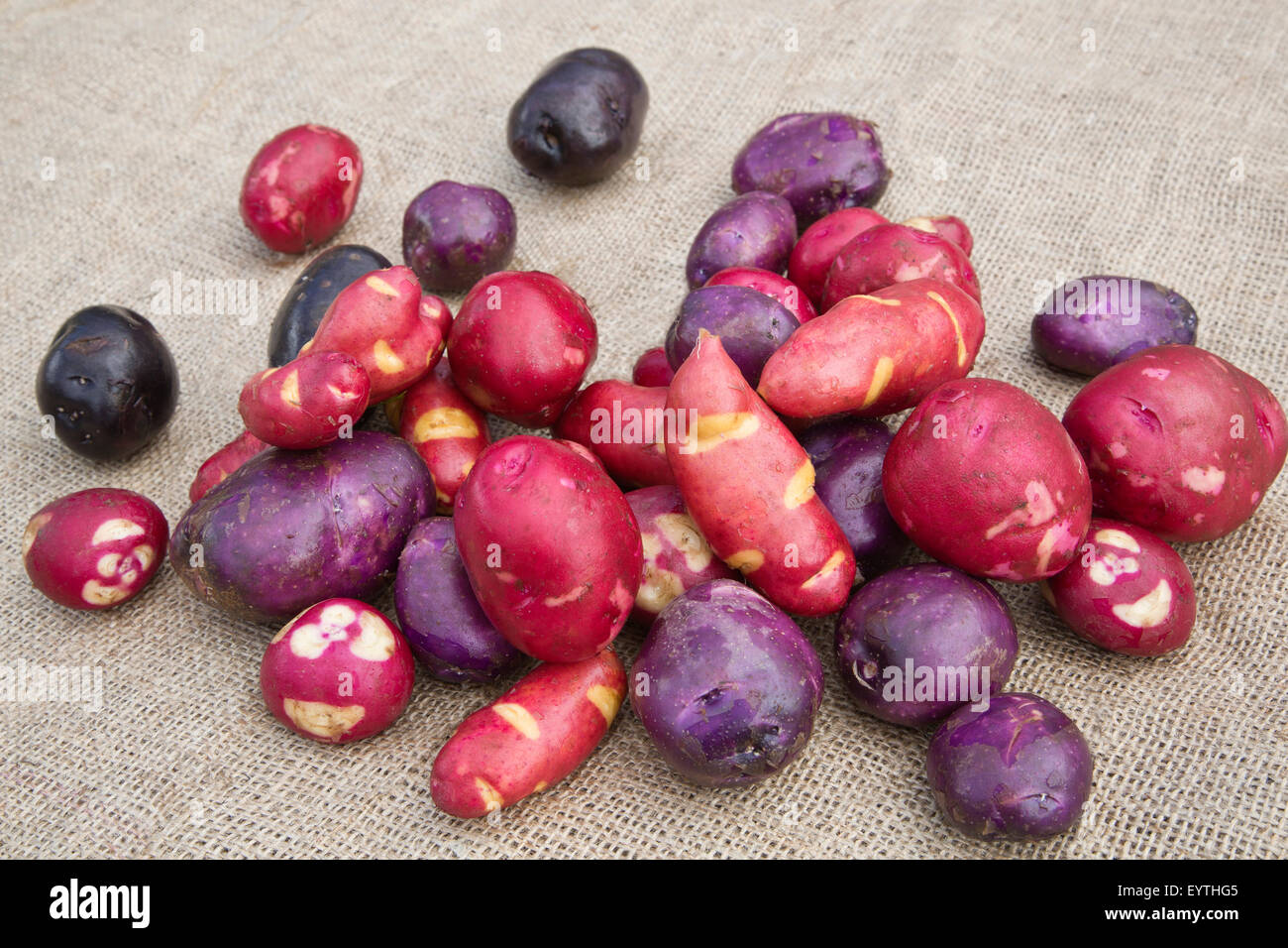 Washed & processed potato varieties harvested in Alaska. Stock Photo