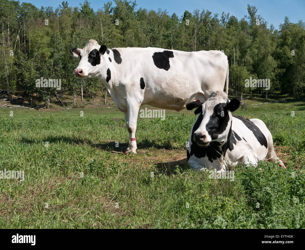 Two Holstein dairy cows in green pasture Stock Photo Alamy