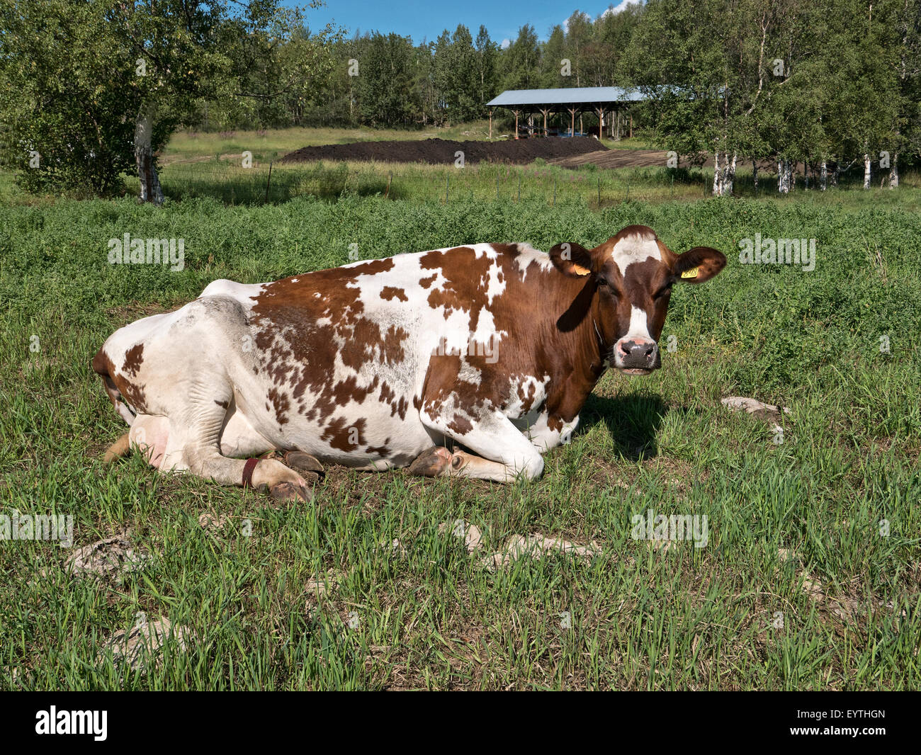 Swedish Red & White Dairy Cow resting in green pasture. Stock Photo