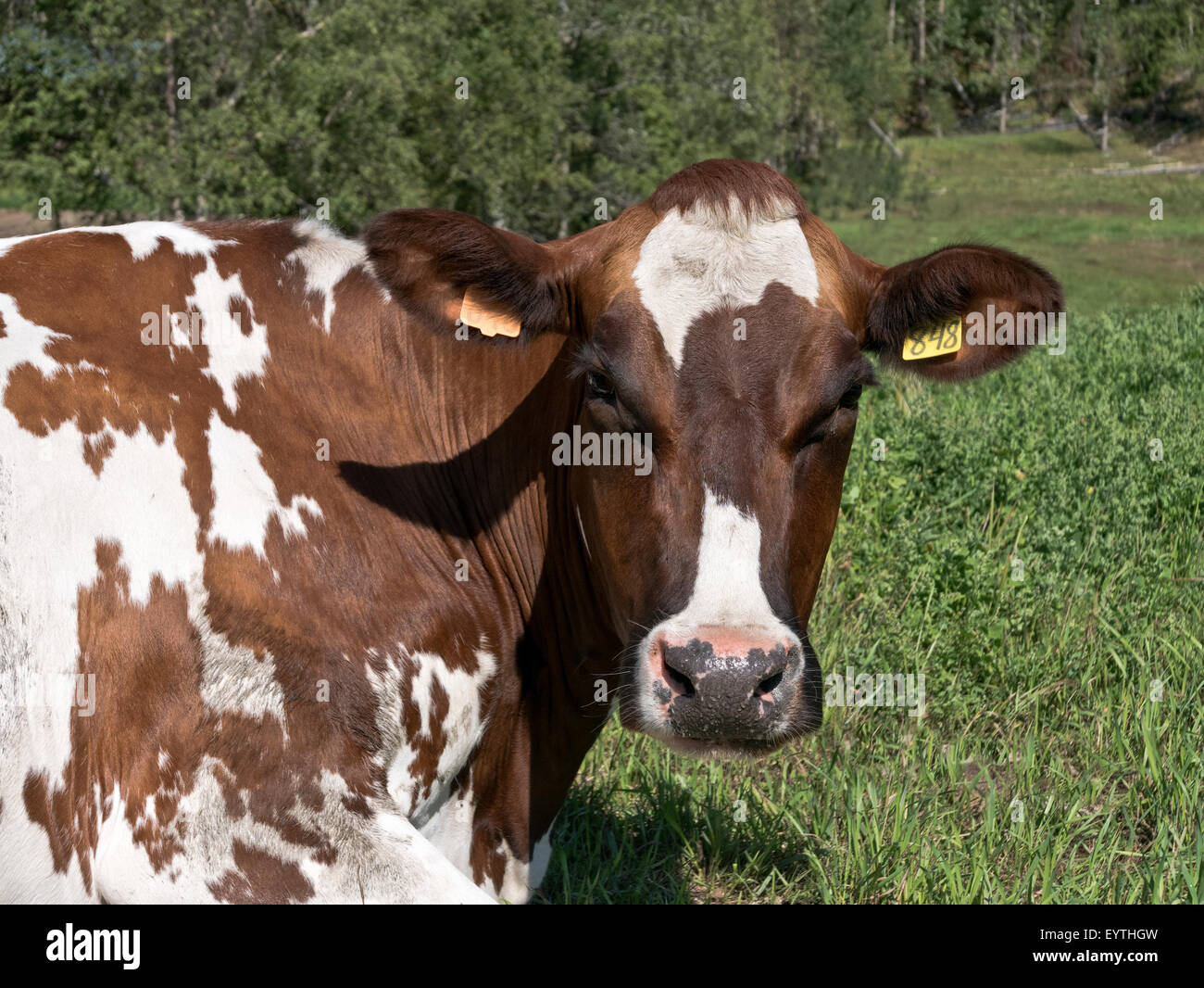 Swedish Red & White Dairy Cow resting, green pasture. Stock Photo