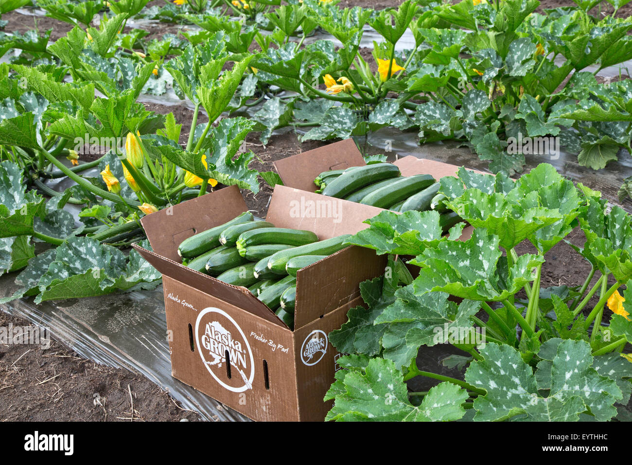 Zucchini harvest, vegetable in packing boxes, Alaska Grown Stock Photo