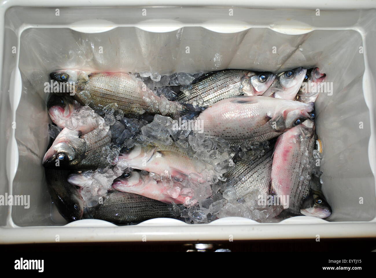 White Bass, caught from the banks of Sandusky river, Fremont, Ohio, U.S.A. Stock Photo