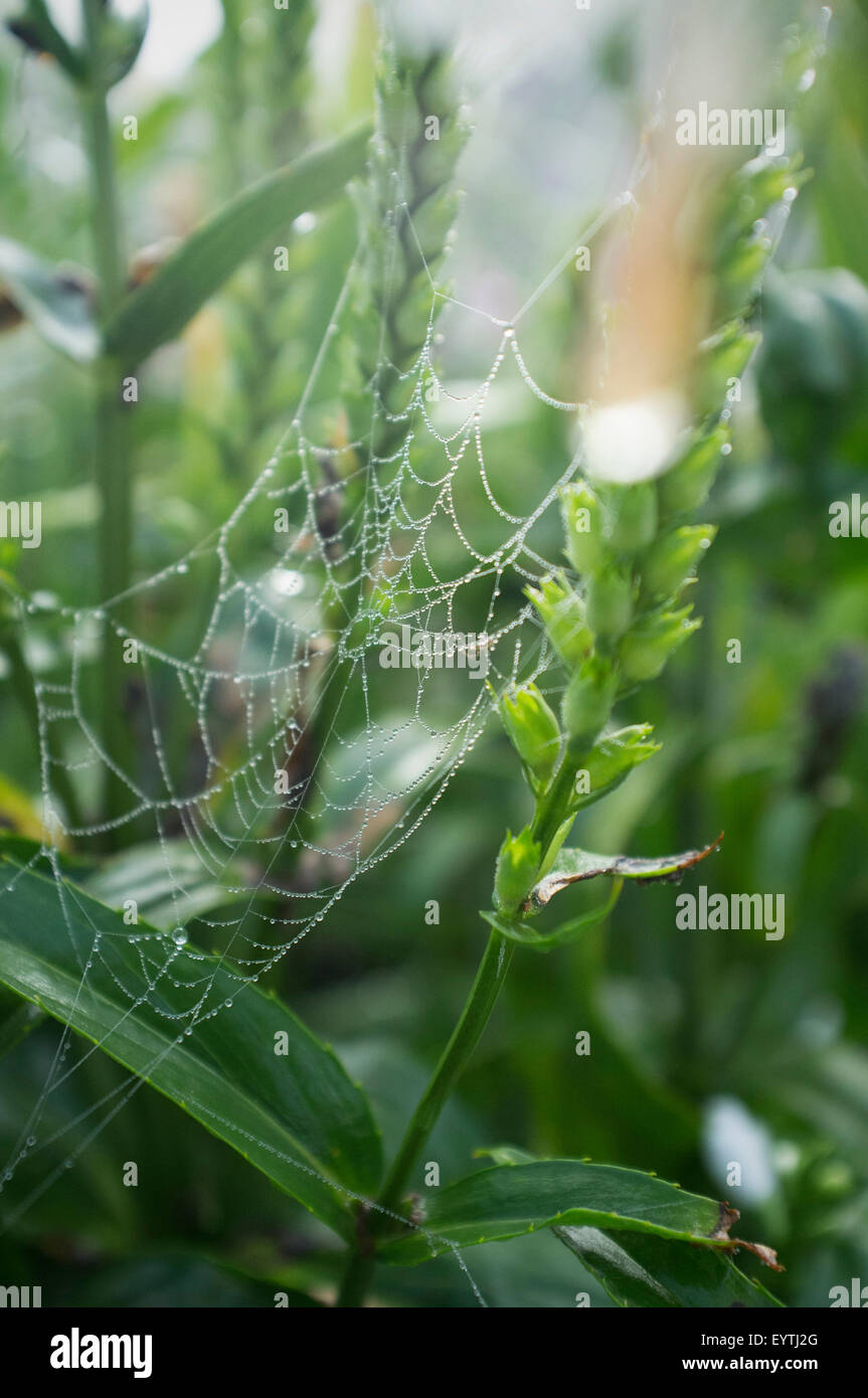 spiderweb on white obedient plant, Physostegia virginiana, strain 'Summer Snow' Stock Photo