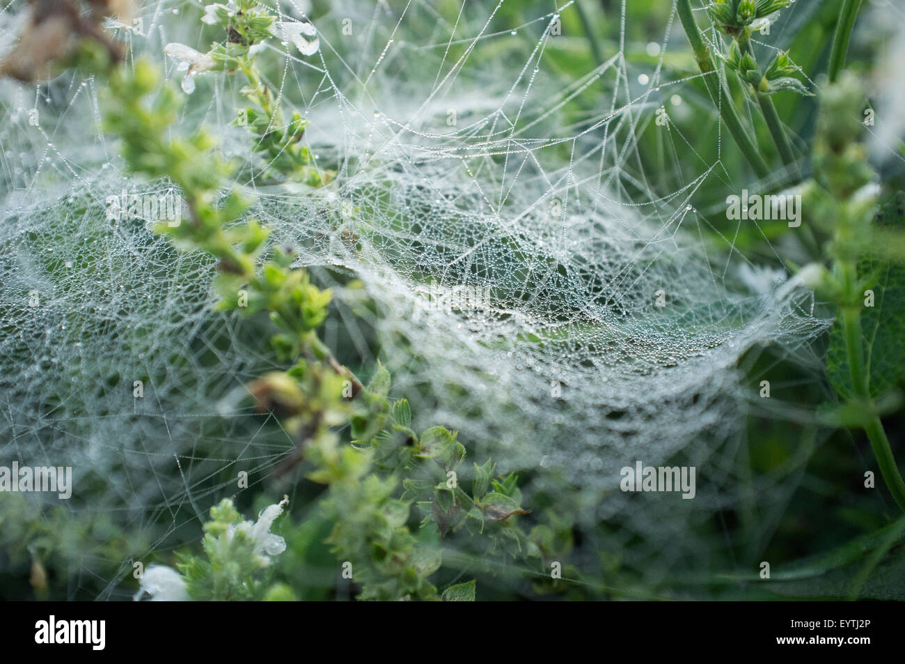 spiderweb on white obedient plant, Physostegia virginiana, strain 'Summer Snow' Stock Photo
