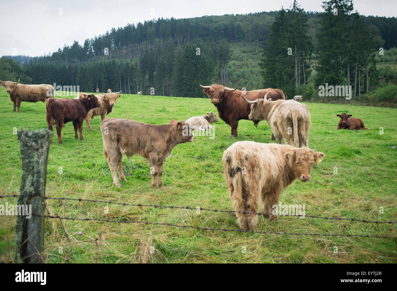 Galloway cattle on a pasture in Sauerland Stock Photo - Alamy