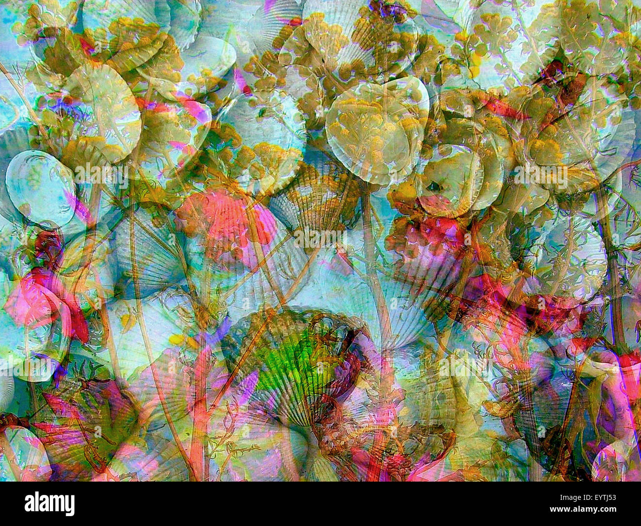 Photomontage of flowers and mussels Stock Photo