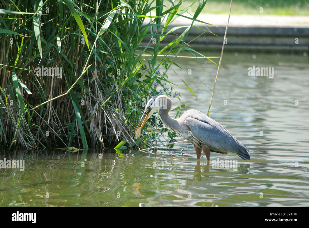 The Great Blue Heron, stalks for a meal, around a island at the pond. Stock Photo