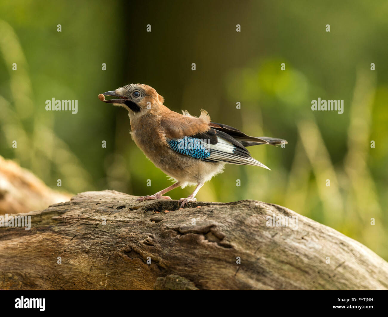 Eurasian Jay depicted perched on an old dilapidated wooden tree stump. 'Isolated against an illuminated green forest background' Stock Photo