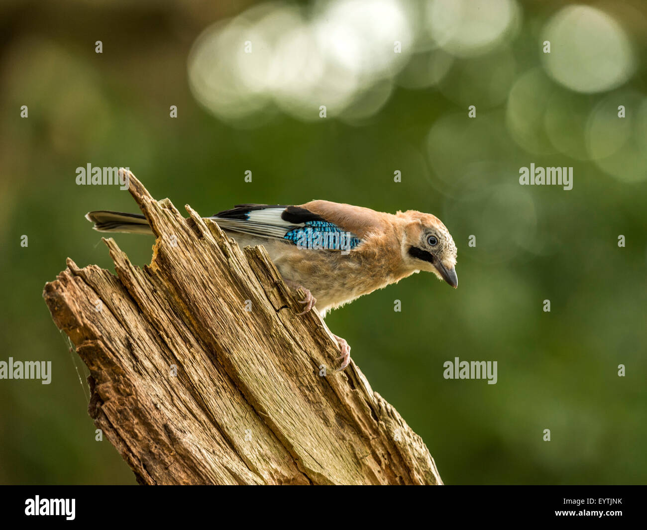 Eurasian Jay depicted perched on an old dilapidated wooden tree stump. 'Isolated against an illuminated green forest background' Stock Photo