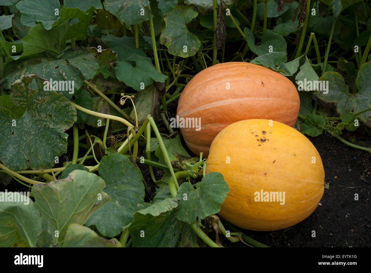 Two pumpkins growing in a vegetable patch in a west London garden, England UK Stock Photo