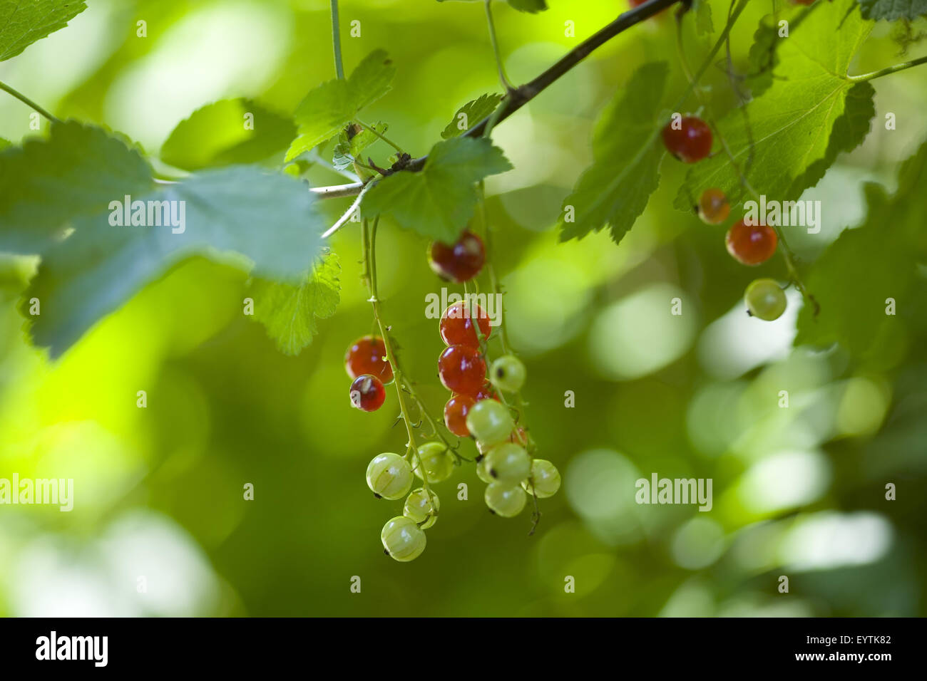 Branch with currants Stock Photo