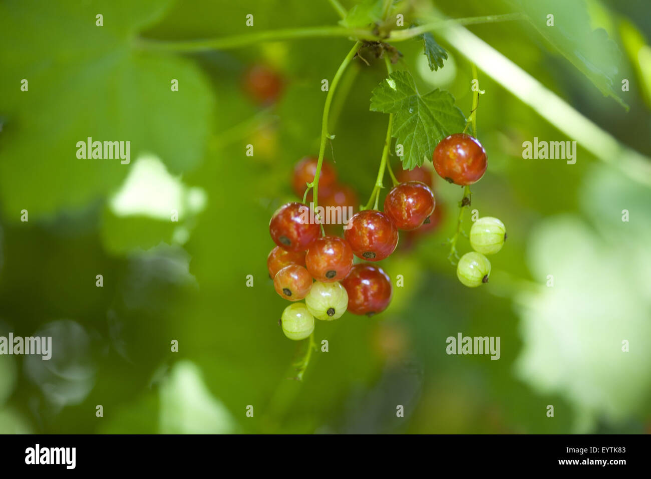 Branch with currants Stock Photo