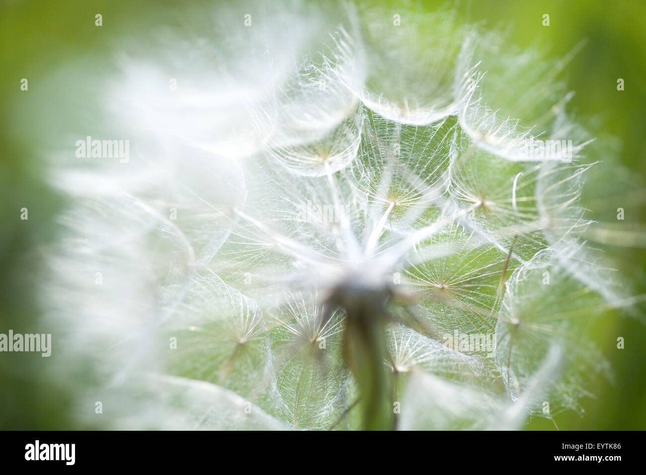 dandelion seed head Stock Photo