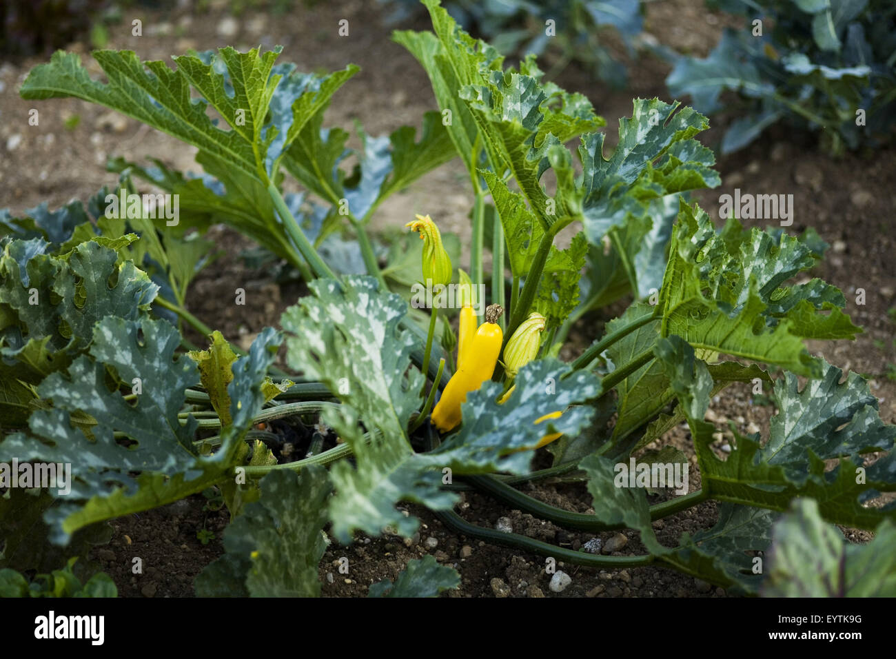 Zucchini plant in the garden bed Stock Photo