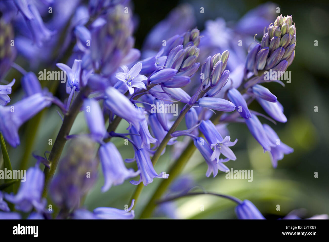 bluebells, close-up Stock Photo