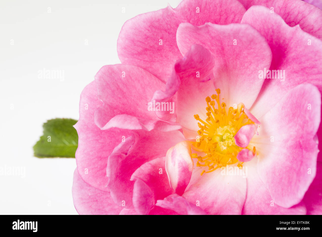 Rose detail hi-res stock photography and images - Alamy