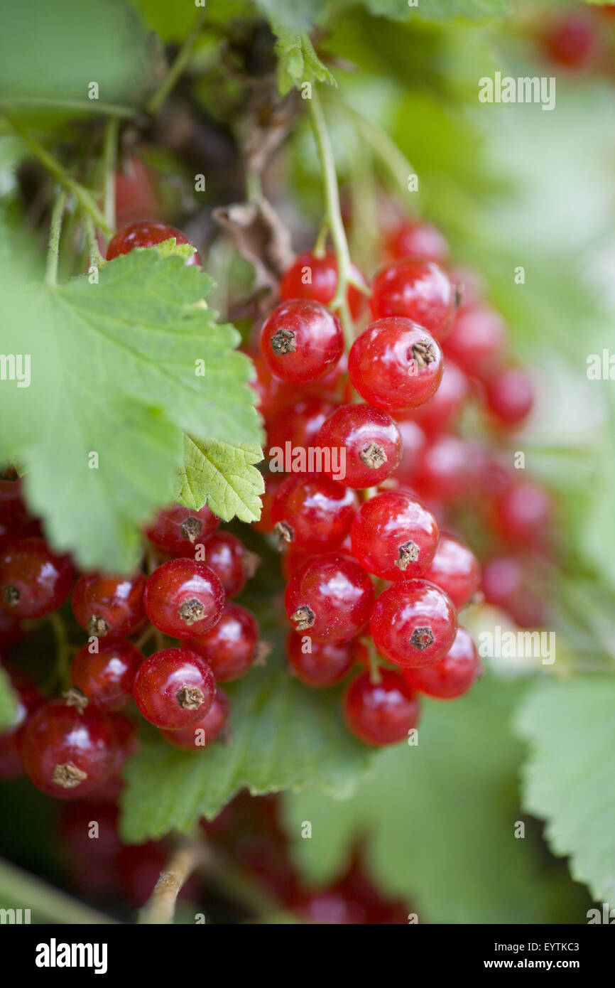 branch of currant, close-up Stock Photo