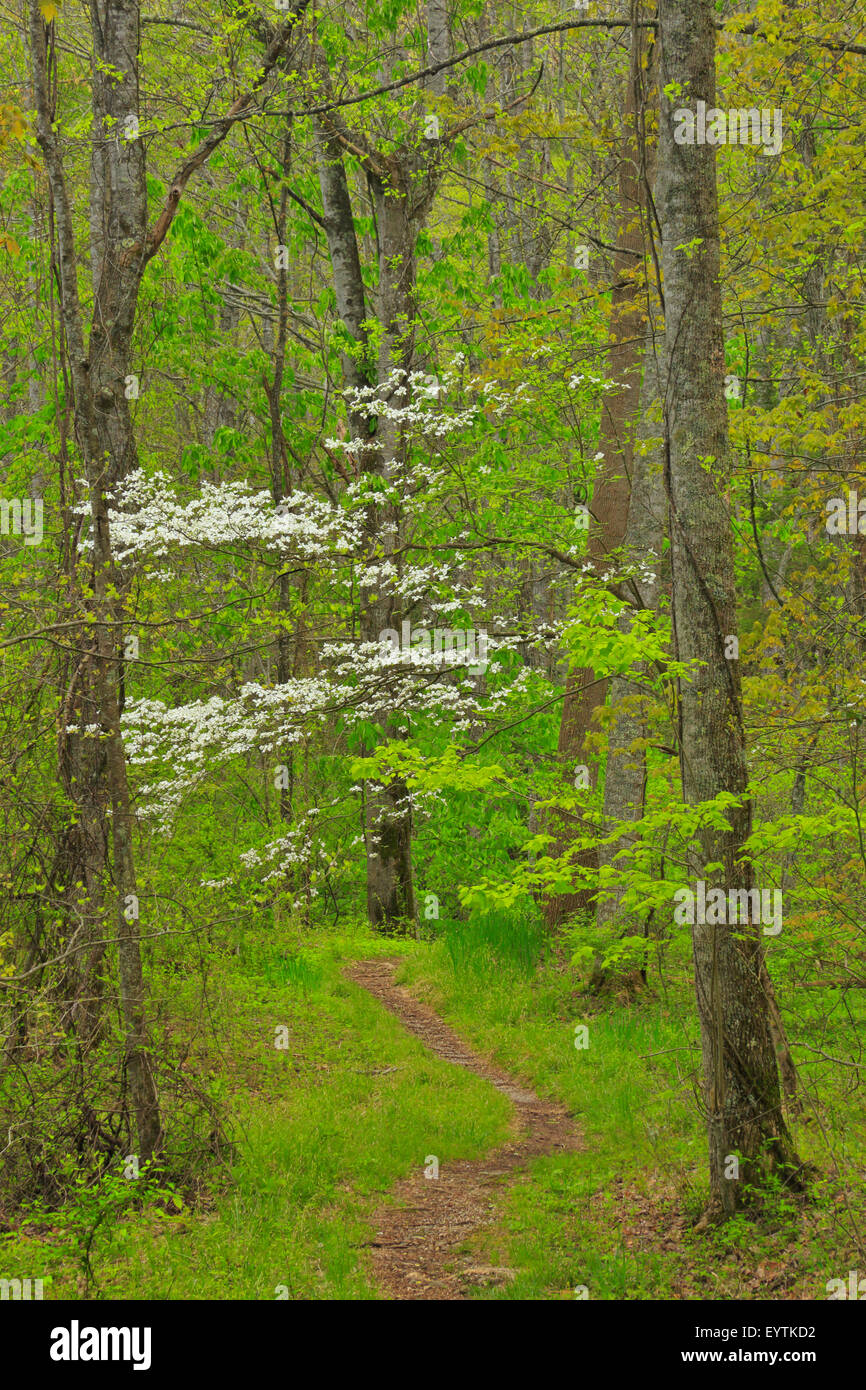 Quiet Walkway, Elkmont Area, Great Smoky Mountains National Park