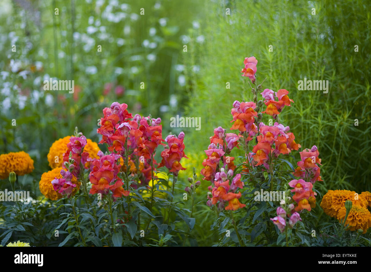 Flowerbed with Antirrhinum Stock Photo