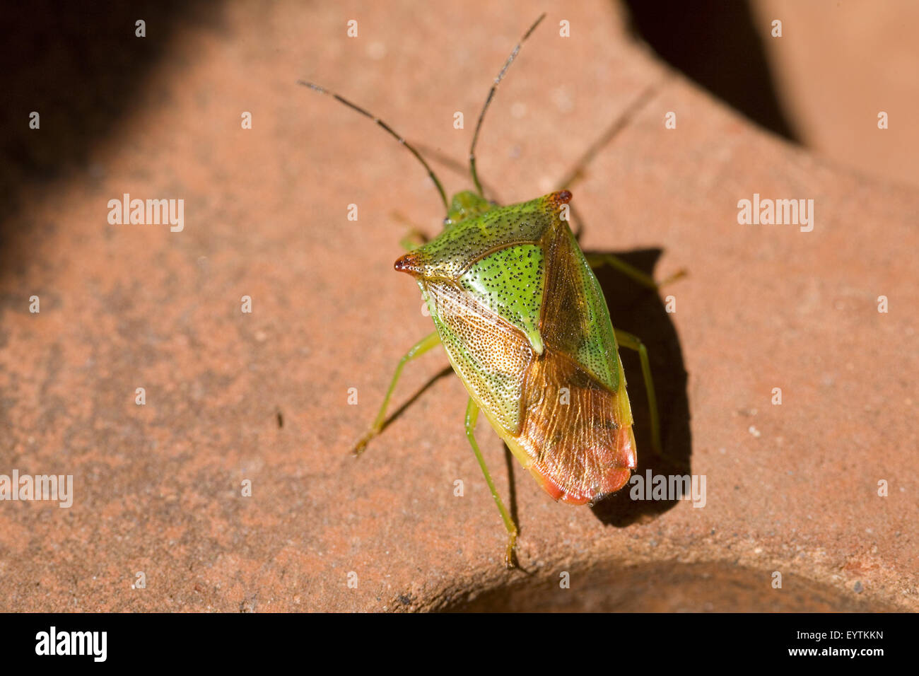 hawthorn shield bug, close-up Stock Photo