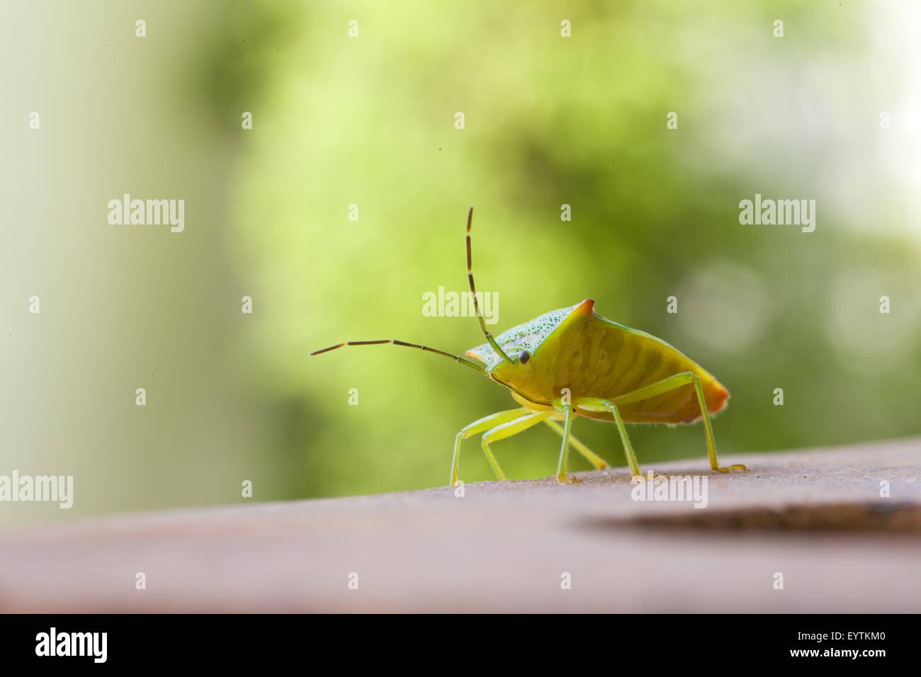 hawthorn shield bug, close-up Stock Photo