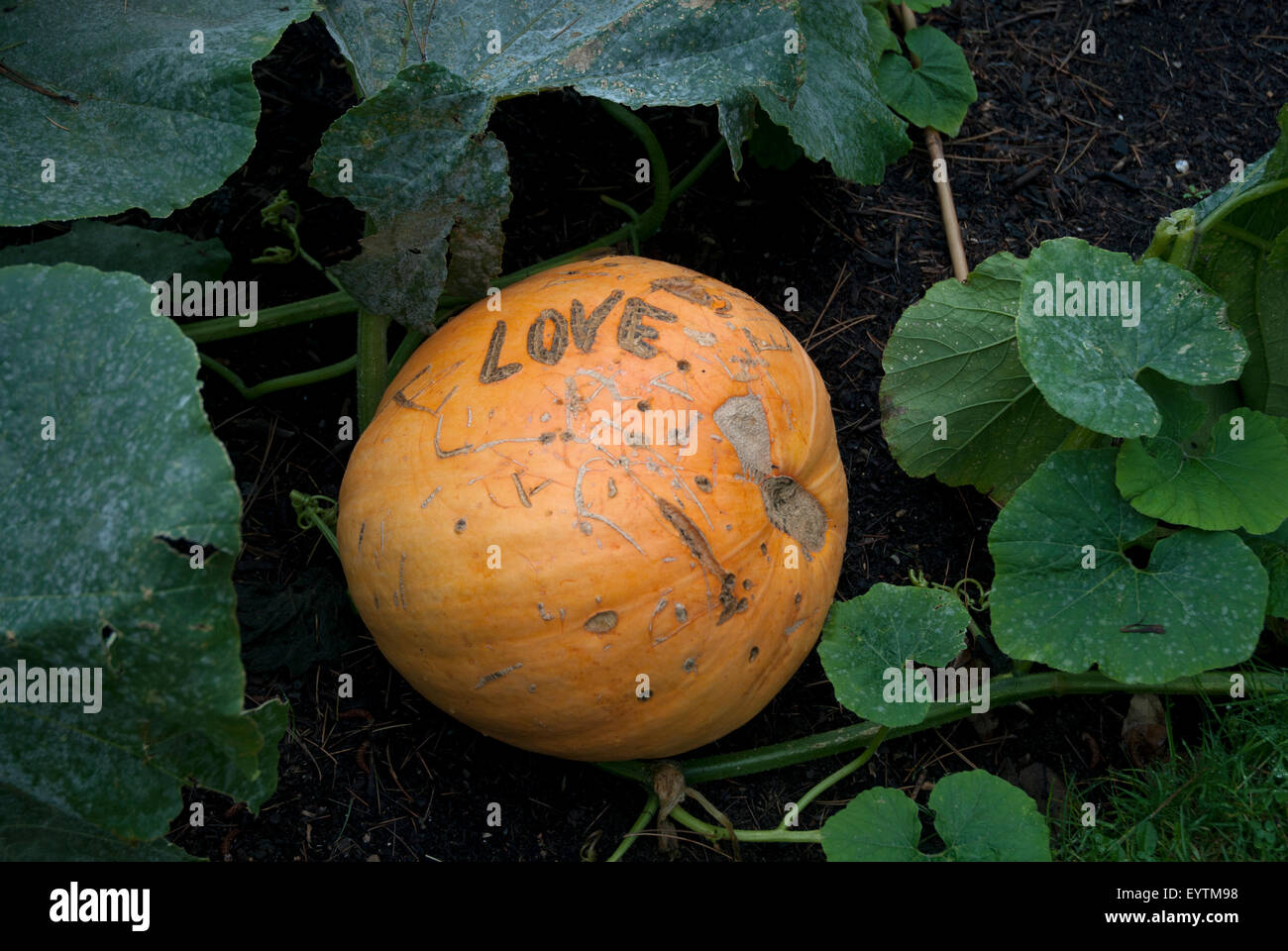 One pumpkin growing in a vegetable patch in a west London garden, England UK Stock Photo