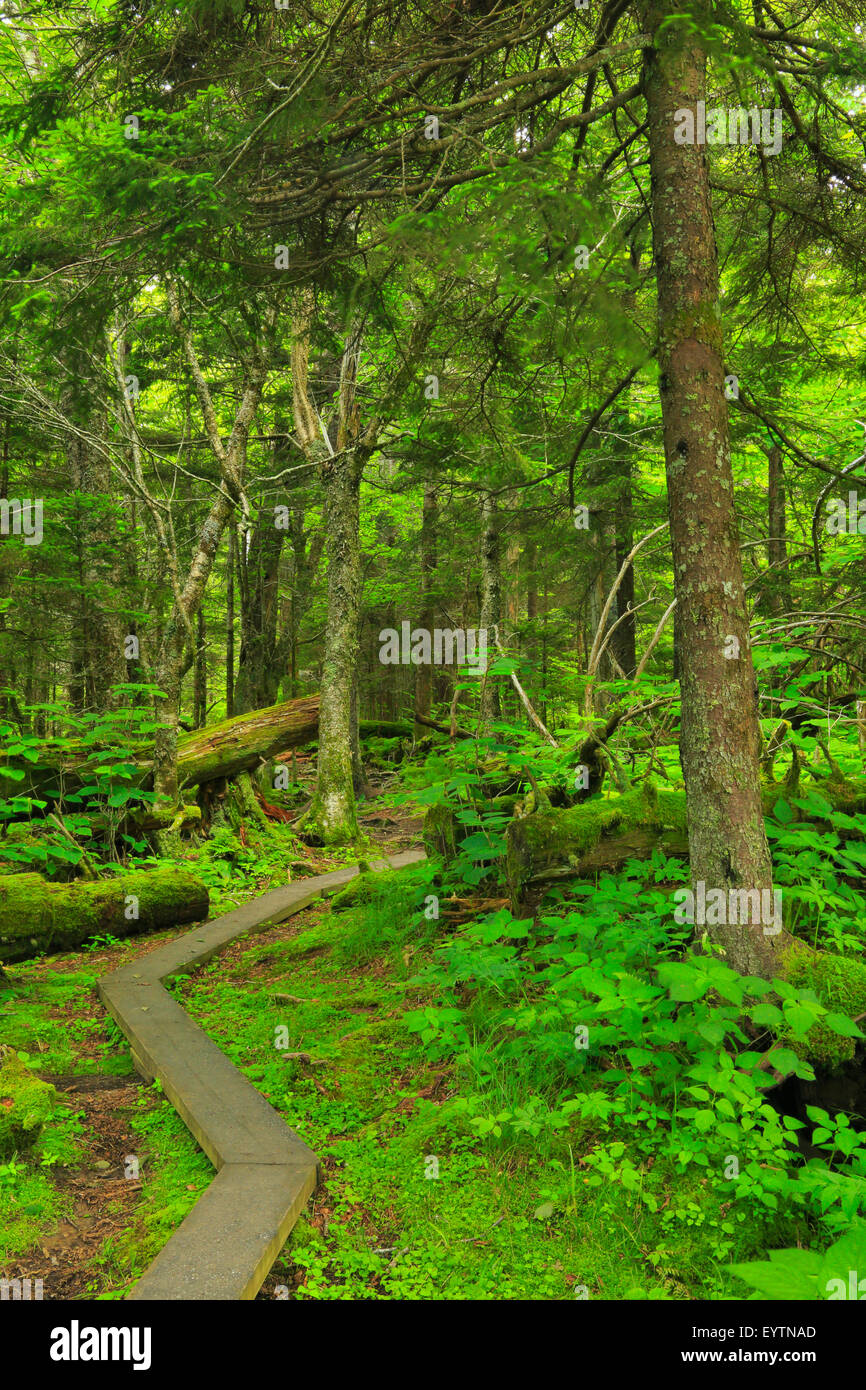 Spruce Nature Trail, , Great Smoky Mountains National Park, Tennessee, USA Stock Photo
