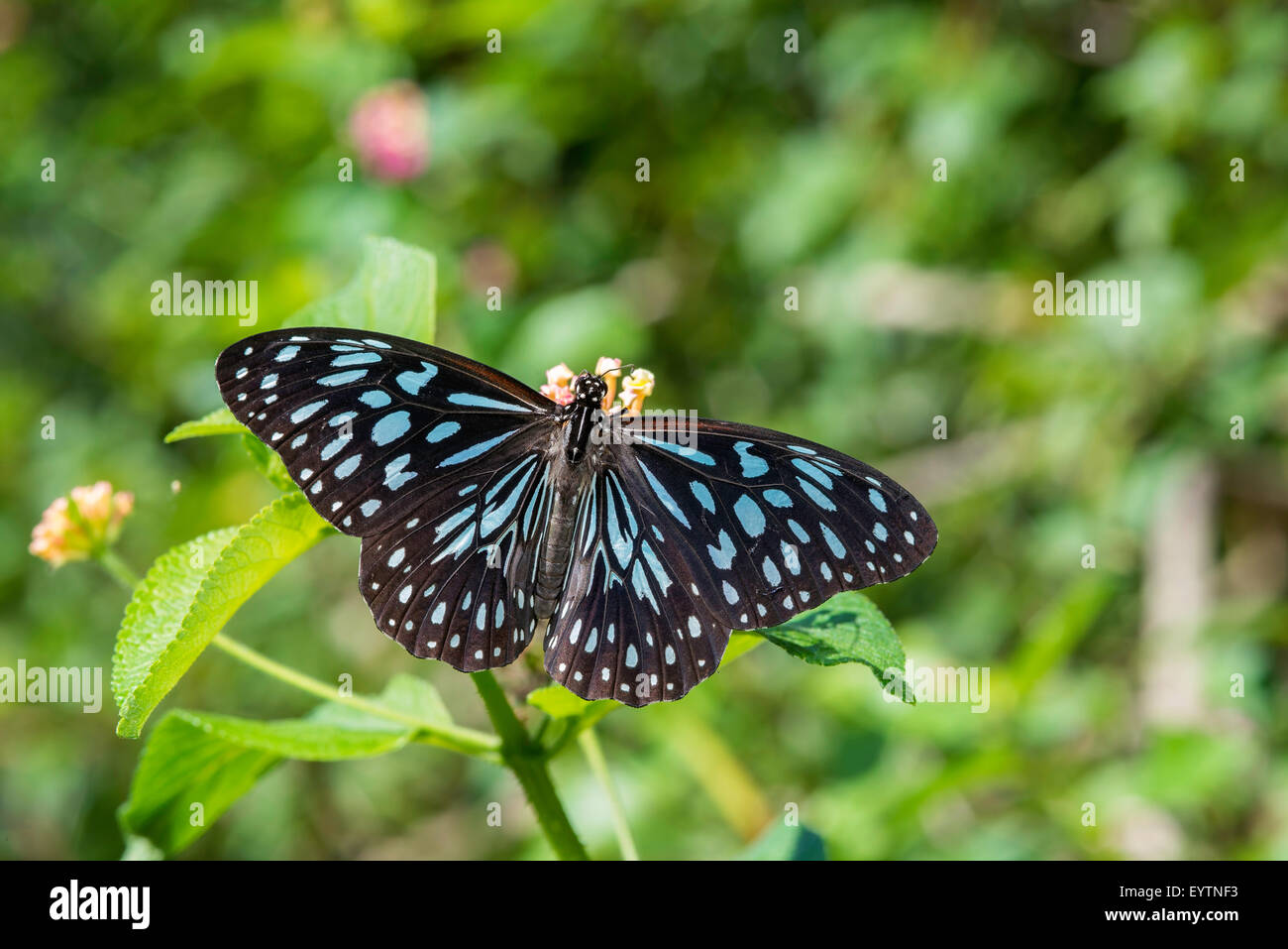 Tyrumala hamata, Blue tiger butterfly Stock Photo