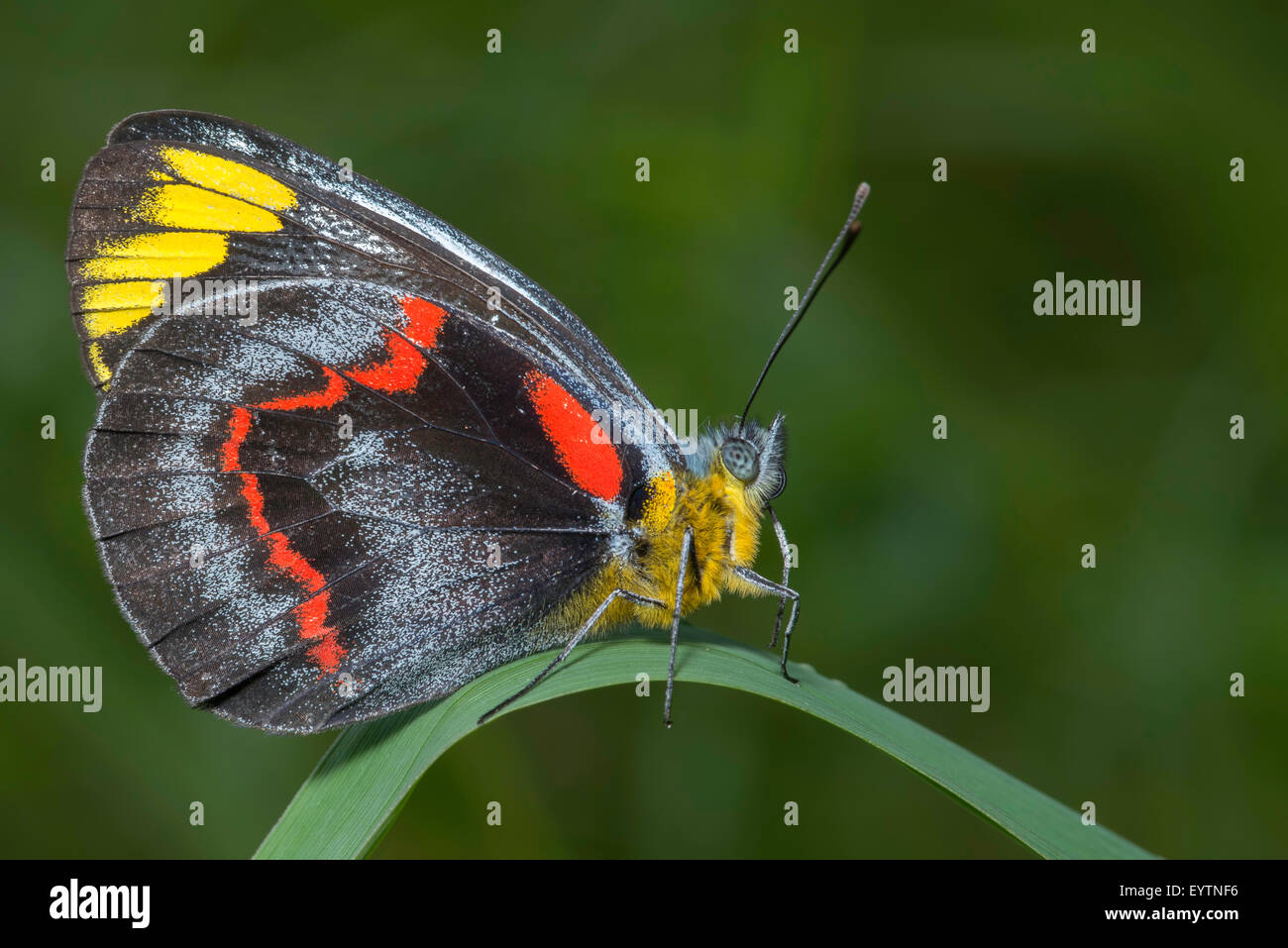Delias nigrina, Black jezebel resting Stock Photo Alamy