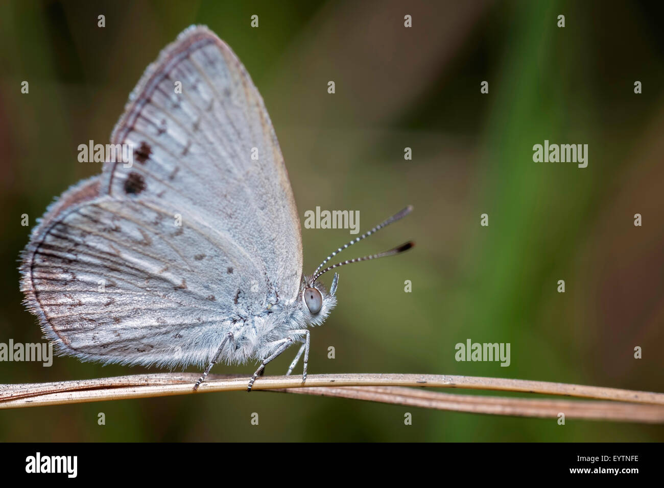 Little blue butterfly, Candalides Stock Photo