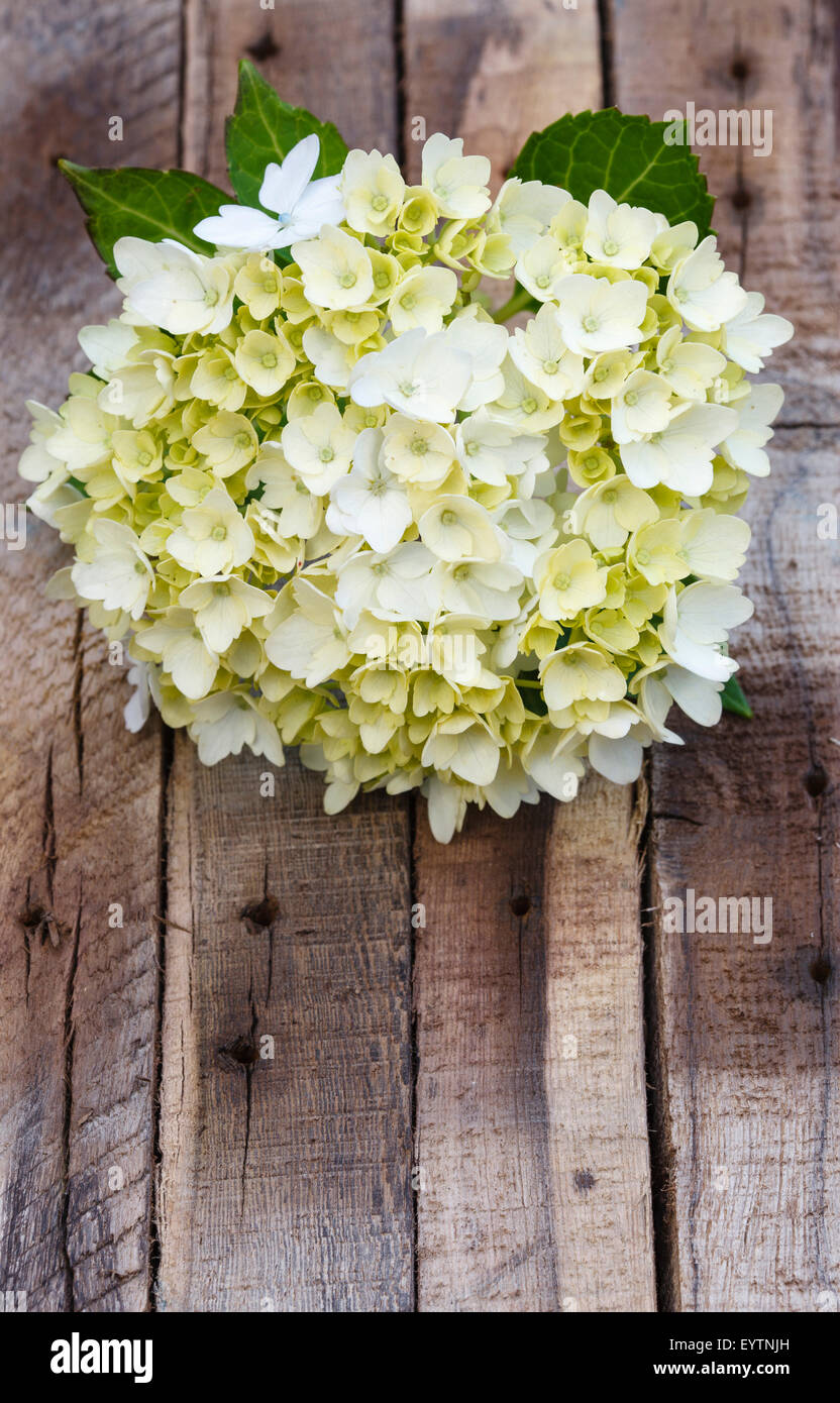 Hortensienblüte auf hölzernem Hintergrund Stock Photo