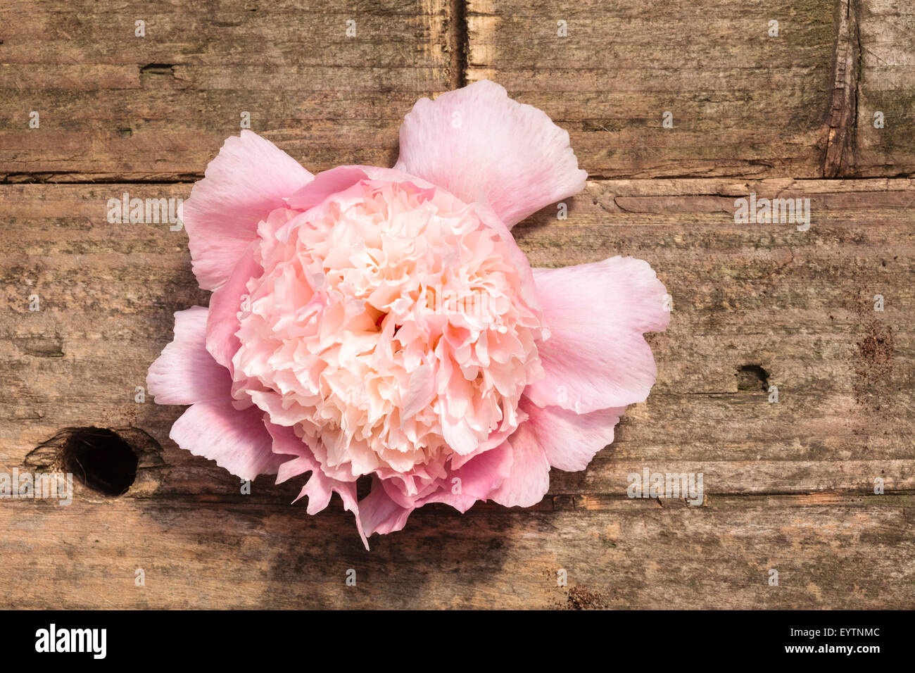 Peony on rustic wooden background Stock Photo - Alamy