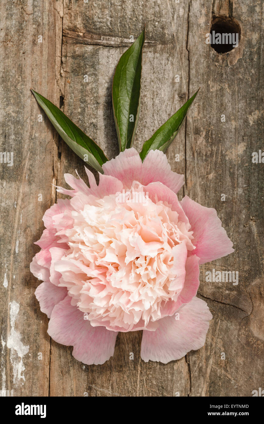 Peony on rustic wooden background Stock Photo - Alamy