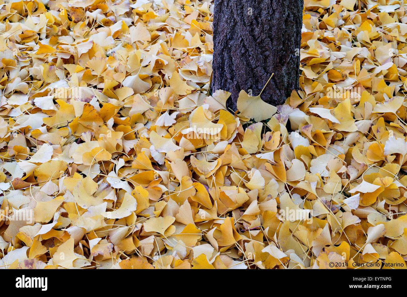 Gingko leaves hires stock photography and images Alamy