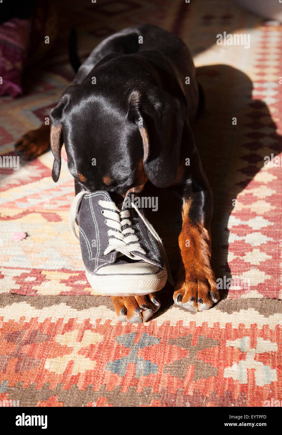 Polish Bracke, black dog, biting in shoe Stock Photo Alamy