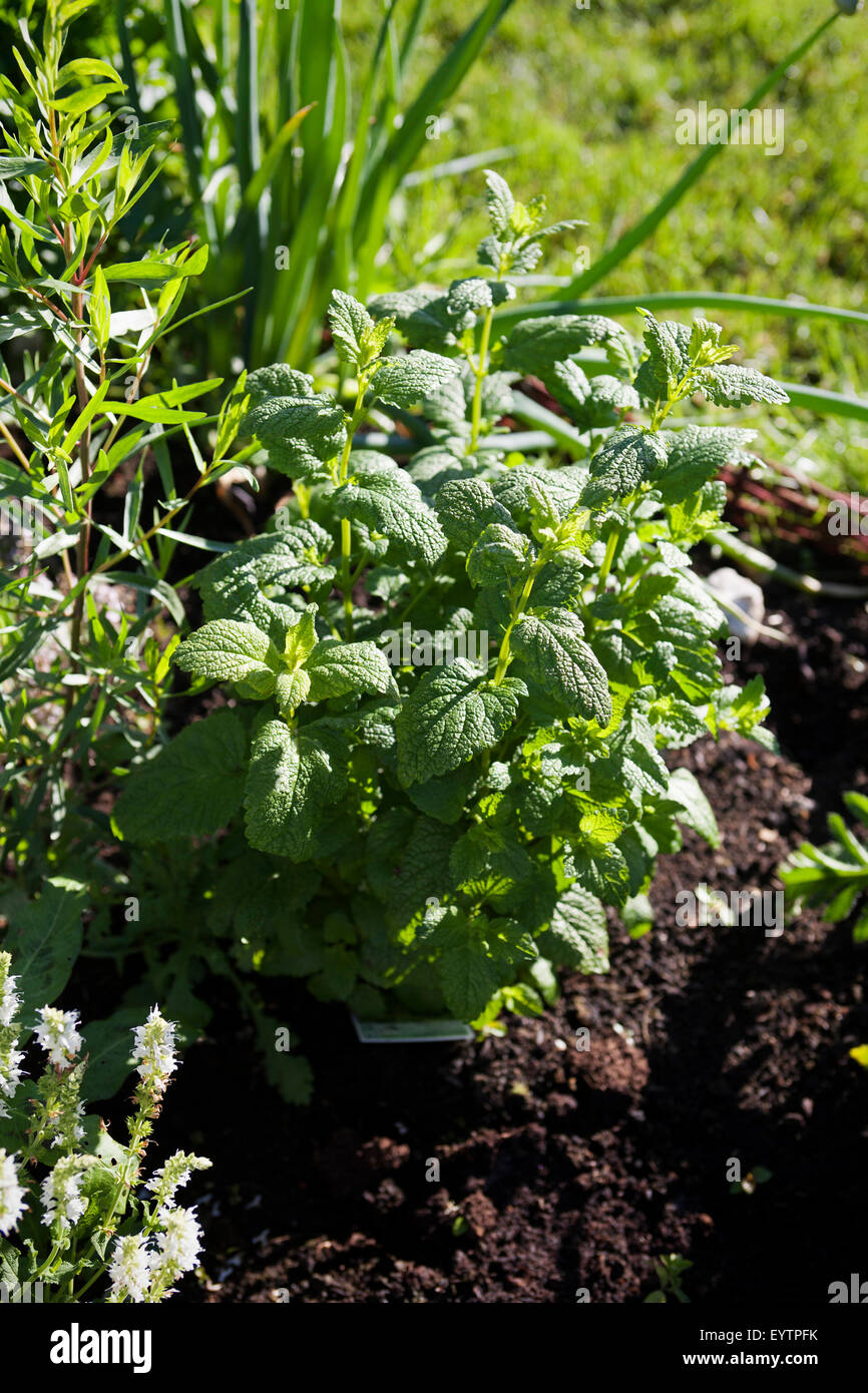 Balm in the cottage garden, part of the mint family (Lamiaceae Stock