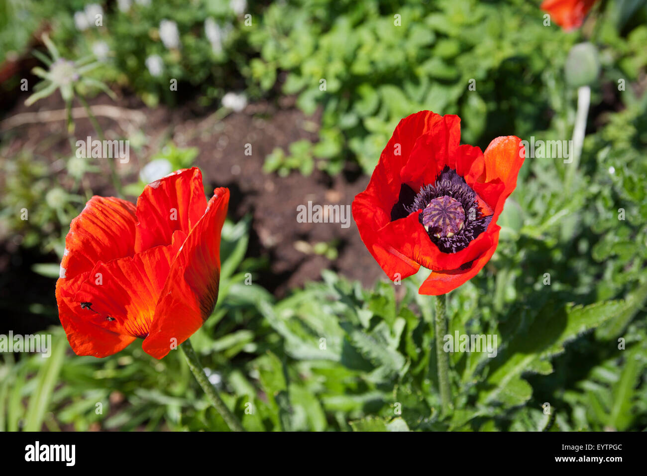 Turkish poppy, blossoms, at cottage garden Stock Photo - Alamy